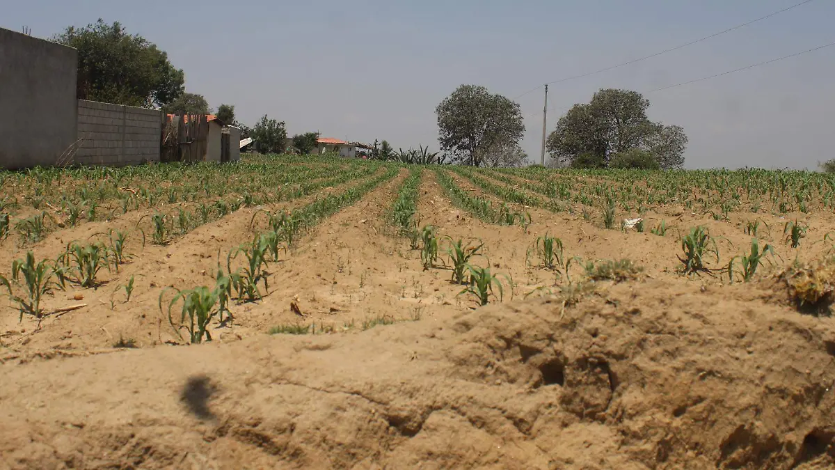 Agricultures piensan dejar de sembrar maiz por sequía